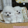 Pomerania mini toy whatsapp ((+34603360473))