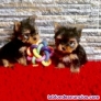 Regalo cachorros de yorkshire terrier mini toy