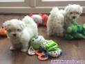Regalo Cachorros De Bichon Maltes
