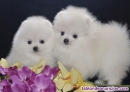 Cachorros pomenerian machos y hembras