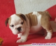 Hermosos cachorros de BULLDOG INGLS como regalo