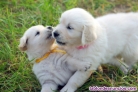 Regalo cachorros Golden Retriever Macho Y Hembra