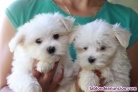 Regalo cachorros Bichon Maltese Macho Y Hembra