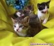 Gatitos en adopción color atigrado con blanco