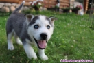 HUSKY SIBERIANO CACHORRO whatsapp ((+34603360473)) 