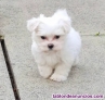 INCREIBLES BICHON MALTES TOYwhatsapp ((+34603360473)) 