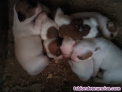 Peques Jack Russell 