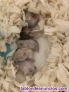 Hamsters bebs rusos 