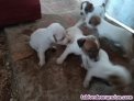 Peques Jack Russell 
