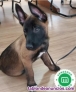 Cachorros de pastor belga malinoils 
