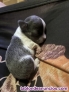 Fotos del anuncio: Chihuahua Toy mini gris blue hembra