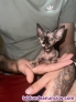 Gata sphynx beb