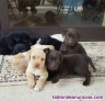 Labradores cachorros /labrador 