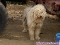 Fotos del anuncio: Perro de agua macho en adopcin.