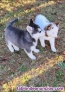 Fotos del anuncio: Husky siberiano cachorros whatsapp ((+34603360473)