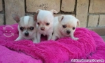 Chihuahua  mini toy whatsapp ((+34603360473))