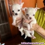 Chihuahua enano toy whatsapp ((+34603360473))