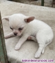 Fotos del anuncio: Chihuahuas 