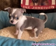 Fotos del anuncio: Chihuahua cachorros 