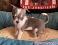 Fotos del anuncio: Chihuahua cachorros 