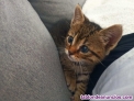 Fotos del anuncio: Gatito atigrado en adopcin