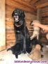 Fotos del anuncio: Cachorros mezcla Labrador