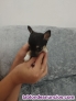Fotos del anuncio: Chihuahuas toy en Barcelona 