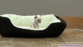 Fotos del anuncio: Increbles cachorros de Chihuahua mini toy
