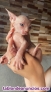 Fotos del anuncio: Gatitos bebe sphynx 