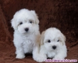 Fotos del anuncio: Regalo Mini Toy Cachorros Bichon Maltes(whatsapp
