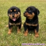 Fotos del anuncio: Regalo Cachorros Rottweiler whatsapp