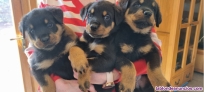 Cachorros de rottweiler para adopcion