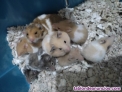Fotos del anuncio: Hamsters comn sirio