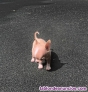 Fotos del anuncio: Cachorros Chihuahua toy 
