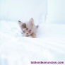 Fotos del anuncio: Cachorros Chihuahua toy 