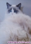 Fotos del anuncio: Gatitos Ragdoll preciosos