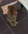 Fotos del anuncio: Adopcio parelleta de gatets cadells