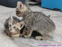 Fotos del anuncio: Regalo en adopcin 5 gatitos