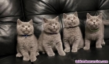 Estupendos gatitos de british shorthair
