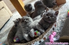 Fotos del anuncio: Estupendos gatitos de british shorthair