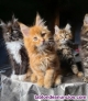 Fotos del anuncio: Preciosos gatitos de maine coon