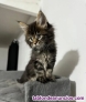 Fotos del anuncio: Preciosos gatitos de maine coon