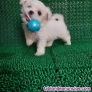 Fotos del anuncio: Bichn Malts cachorros whatsapp ((+34 603360473))