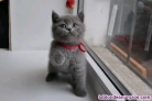 Fotos del anuncio: British pelo corto gatitos britanico