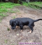 Fotos del anuncio: Se regalan dos cachorros negros de raza mediana