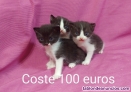 Gatitos gatos cruce persa