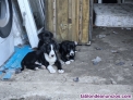 Fotos del anuncio: Regalo cachorros de labrador x dlmata