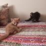 Fotos del anuncio: Regalo preciosos gatitos
