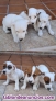 Fotos del anuncio: Camada de Jack Russell Terrier 