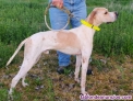Fotos del anuncio: Perros de caza de perreras castellanas